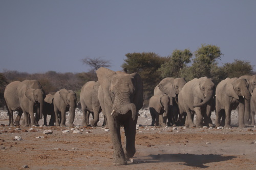 Vegetation Declining On Elephants' Migration Routes In Namibia