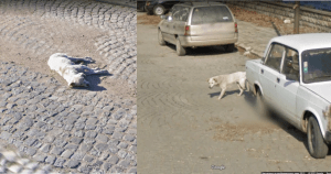 Google Maps Ha Ripreso Lo Stesso Cane Nello Stesso Posto A Distanza Di 7 Anni