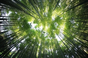 Satellite Study Shows Most Forests Around The World Are Becoming Less Resilient To Change