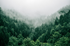 Study Tracks Global Forest Decline And Expansion Over Six Decades