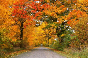 This Interactive Map Will Help You Plan The Ultimate Leaf-peeping Trip