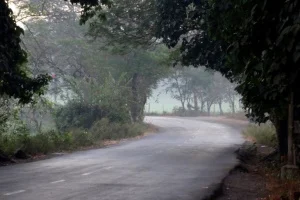 Mumbai Activists Demand That The Tree Geo-tagging Information Be Made Public