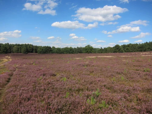 Habitat Mapping Data Can Fill Gaps In Knowledge On Biodiversit