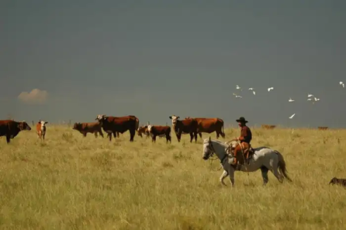 Pampa Sul-americano Perde Um Quinto Da Vegetação Campestre Entre 1985 E 2021