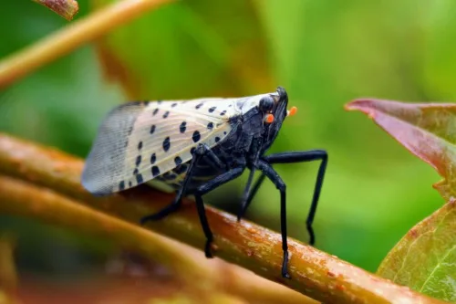Tweets Provide Insights On How Invasive Insects Sprea