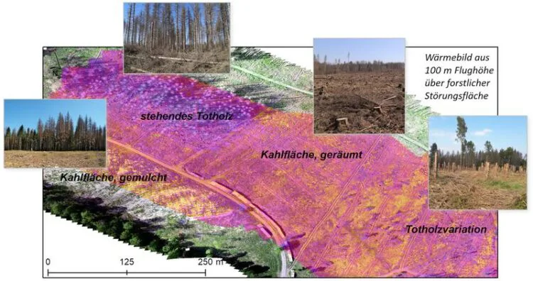 Mit Satelliten-daten Maßnahmen Gegen Waldschäden Planen