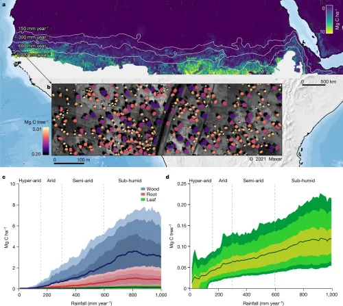 Tree Count In Africa Drylands Could Improve Conservation Study