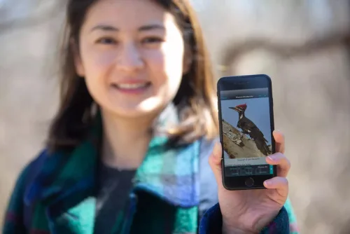 This UC Doctoral Student Is Helping Pileated Woodpeckers Find Space In Hamilton County