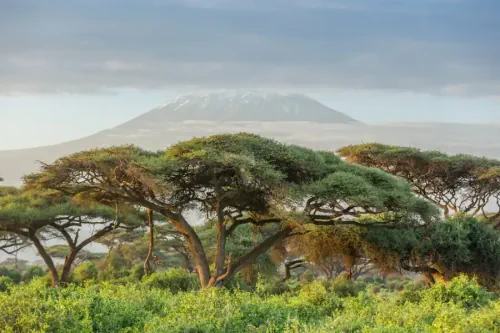 A Map Of Every Tree In Africa Will Help Monitor Deforestation