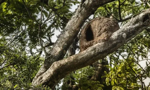 Desmatamento Do Interior Paulista Provocou Desaparecimento De 80 Espécies De Aves