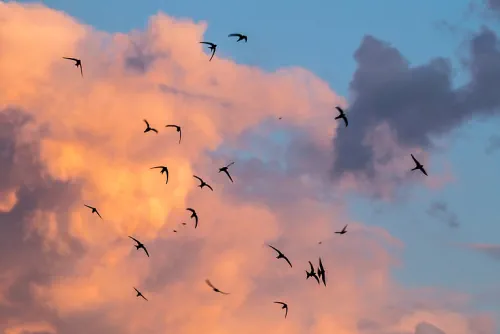 Esri Maps Out Routes As Migratory Birds Return To Ireland