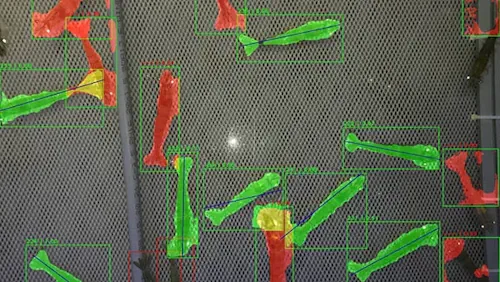 Artificial Intelligence-based Computer Vision System Can Count And Measure Shrimp With Up To 95% Accuracy