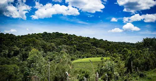Building A Governance Framework For Forest Data In Eastern And Southern Africa