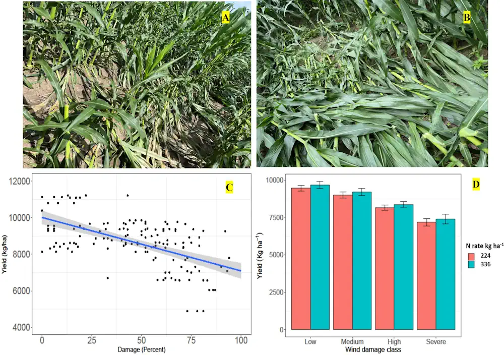 Geospatial Technology Can Help Corn Producers Assess Potential Wind Damage In Fields