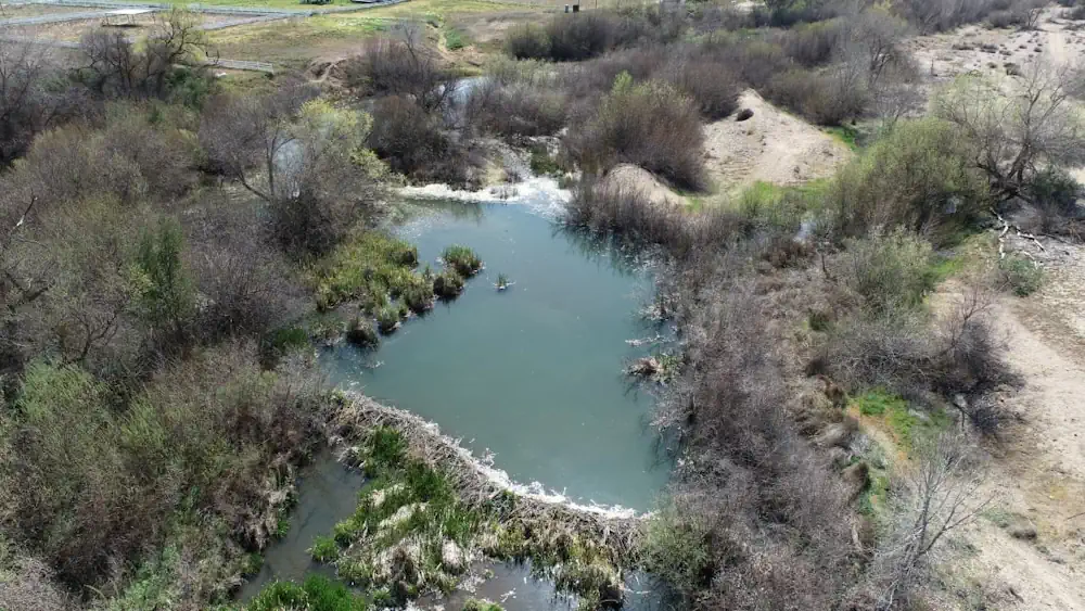 How Artificial Intelligence Can Help Beavers Fight Floods, Droughts And Wildfires