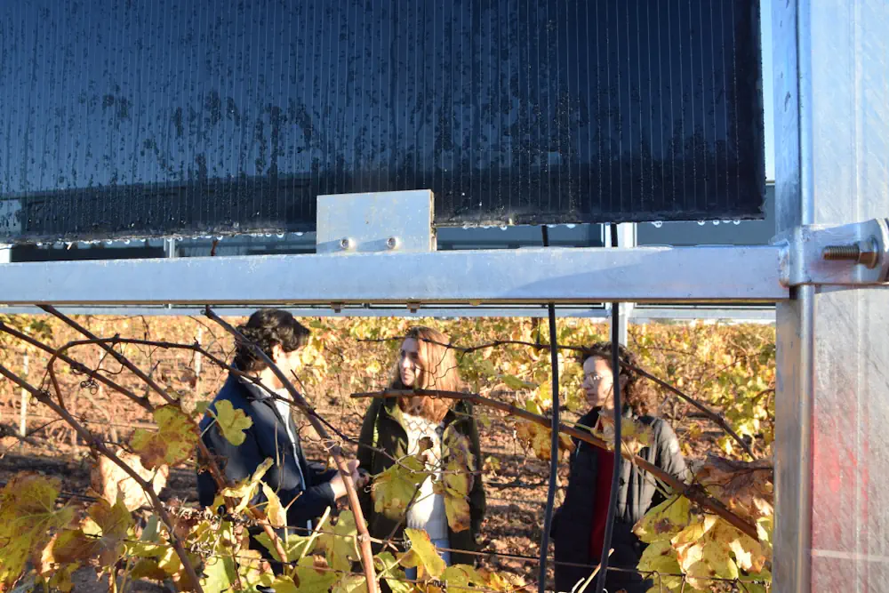 Investigadores De La UPCT Proponen Integrar Módulos Solares En Parcelas Agrícolas Del Mar Menor Para Reducir Uso De Agua Y Fertilizantes