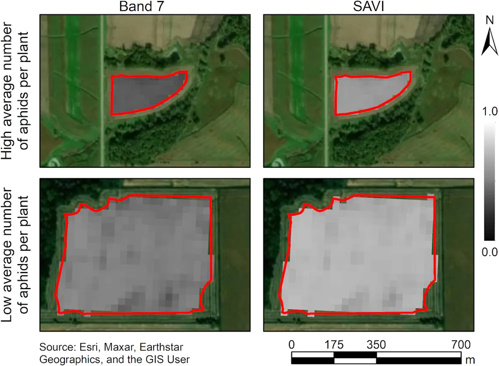Satellites And AI Could Help Farmers Detect Soybean Aphid Infestations