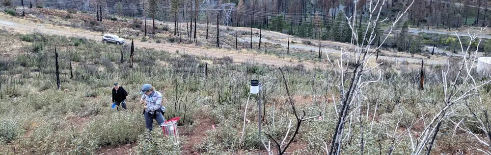 Remote Sensing Characterization Of Post-Fire Vegetation Recovery