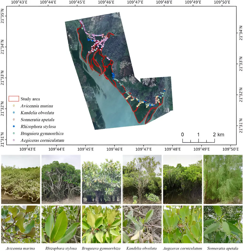 From Space To Swamp AI Method Classifies Mangrove Species With Unprecedented Accuracy