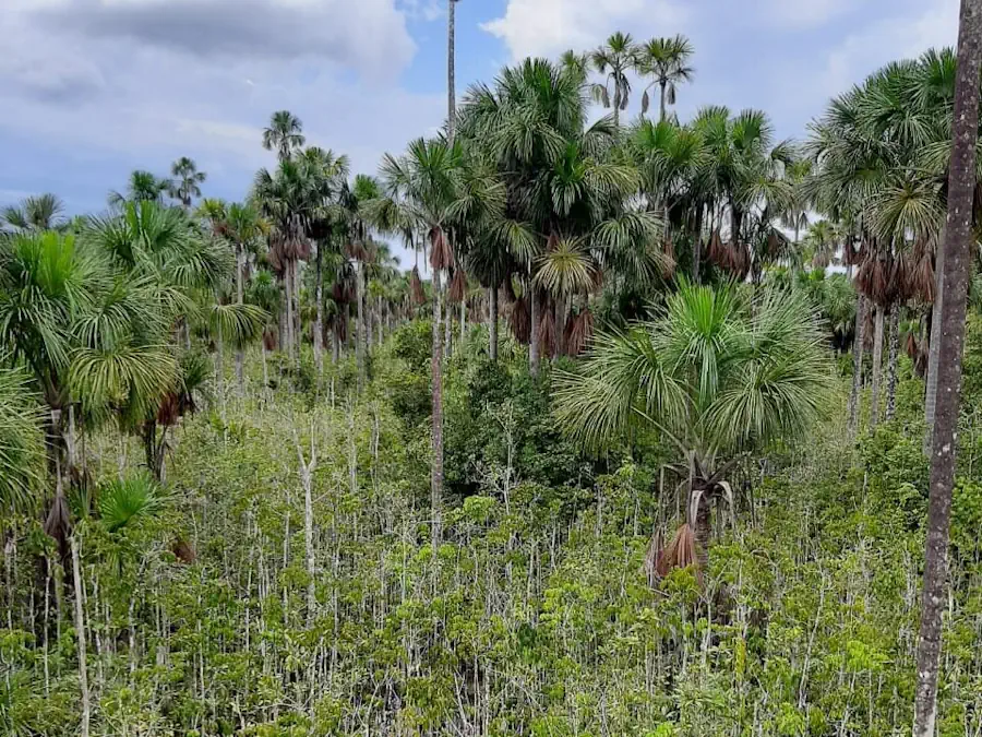New Data-Driven Map Reveals Extensive Peatlands In Amazon Basin