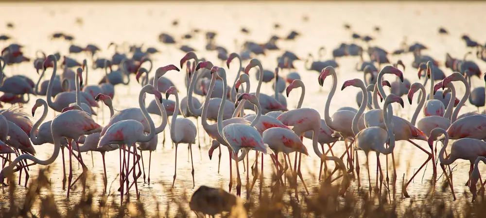Investigadores De La Universidad De Sevilla Ponen Fecha A La Desaparición De Doñana