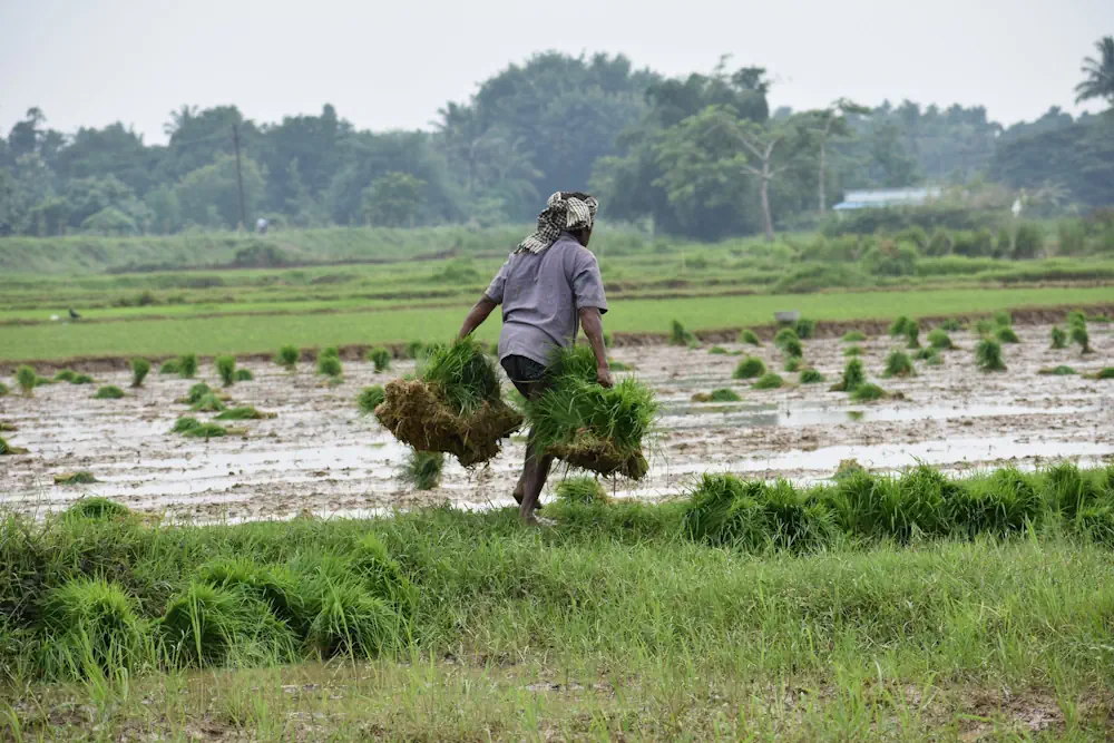 Boosting India’s Rice Yields A Data-Driven Approach To Sustainable Agriculture